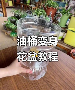 油饼养花,废物利用,省钱又环保 油饼养花,废物利用,省钱又环保