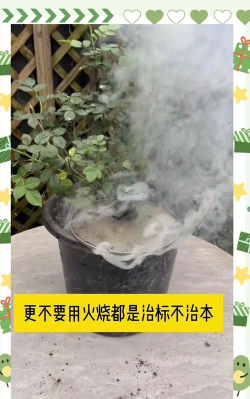 养花驱虫,常见问题,实用方法 养花驱虫,常见问题,实用方法