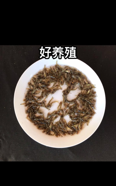 黄骨鱼养殖利润大吗,投入成本分析,市场前景判断 黄骨鱼养殖利润大吗,投入成本分析,市场前景判断