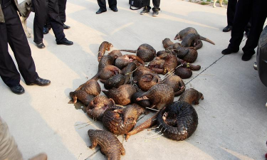 穿山甲可以人工养殖吗,养殖条件有哪些,技术难点在哪 穿山甲可以人工养殖吗,养殖条件有哪些,技术难点在哪