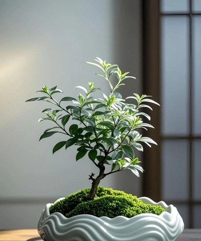 六月雪盆景的养殖方法,掌握关键技巧,轻松养护成型 六月雪盆景的养殖方法,掌握关键技巧,轻松养护成型