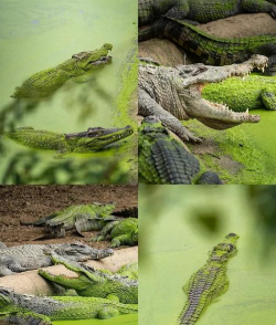 鳄鱼养殖销路在哪,市场渠道分析,经营策略参考 鳄鱼养殖销路在哪,市场渠道分析,经营策略参考