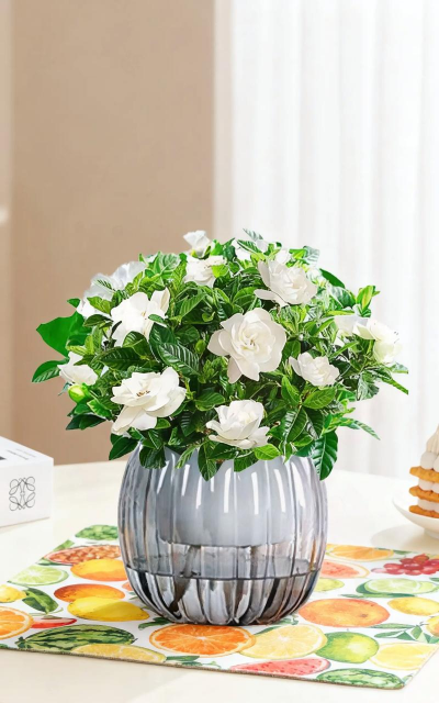 家庭养花,轻松上手,享受绿意生活 家庭养花,轻松上手,享受绿意生活