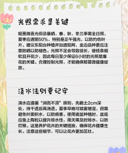 盆栽蔷薇花的养殖方法,轻松上手,花开满盆 盆栽蔷薇花的养殖方法,轻松上手,花开满盆