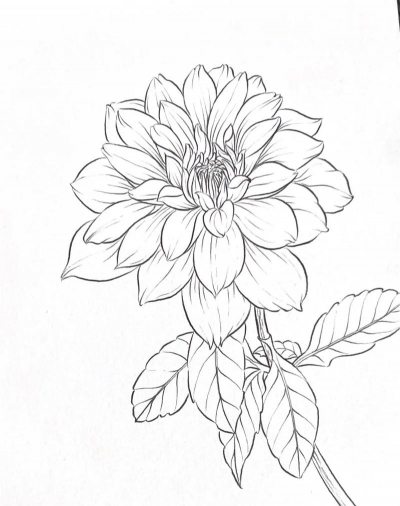 手绘花卉线稿,入门技巧分享,轻松画出美感 手绘花卉线稿,入门技巧分享,轻松画出美感