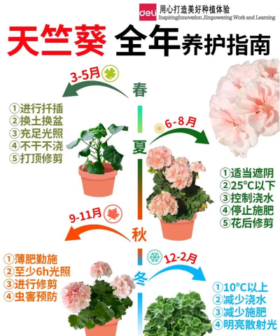 养花的功效,提升生活品质,改善身心健康 养花的功效,提升生活品质,改善身心健康