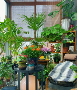 阳台养花草,新手入门指南,轻松打造小花园 阳台养花草,新手入门指南,轻松打造小花园