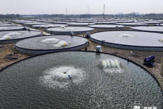 工厂化水产养殖桶,提升养殖效率,优化养殖环境 工厂化水产养殖桶,提升养殖效率,优化养殖环境