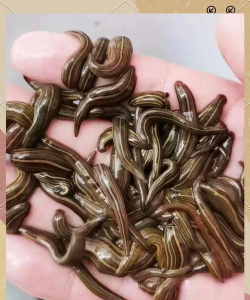 中国水蛭养殖信息网,获取专业资讯,掌握养殖技巧 中国水蛭养殖信息网,获取专业资讯,掌握养殖技巧