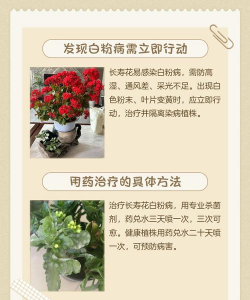 用药养花,常见误区,实用技巧 用药养花,常见误区,实用技巧