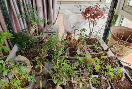 qq养花群,交流养花经验,分享种植乐趣 qq养花群,交流养花经验,分享种植乐趣