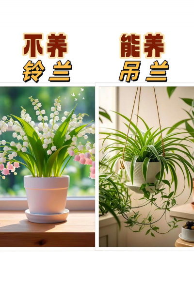 小盆花卉,轻松养护,点亮生活角落 小盆花卉,轻松养护,点亮生活角落