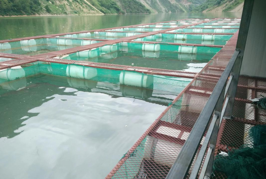 网箱水花鱼苗养殖技术,提高成活率,掌握关键要点 网箱水花鱼苗养殖技术,提高成活率,掌握关键要点