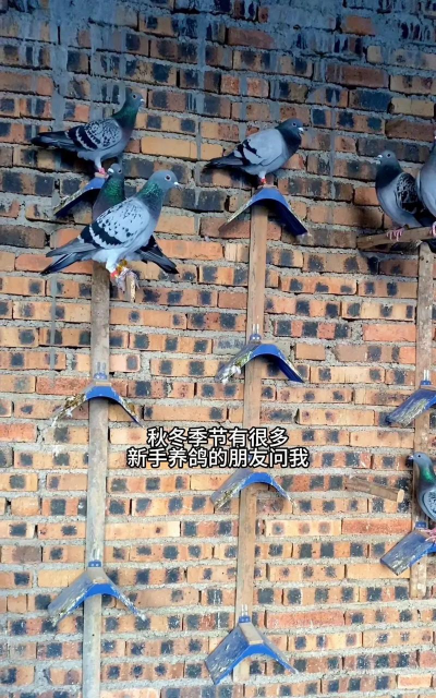 鸽子的养殖方法与喂养,掌握基础技巧,轻松上手养殖 鸽子的养殖方法与喂养,掌握基础技巧,轻松上手养殖