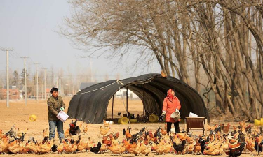 散养柴鸡的养殖技术,场地选择关键,日常管理要细心 散养柴鸡的养殖技术,场地选择关键,日常管理要细心