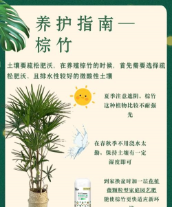 棕竹的养殖方法和注意事项,轻松上手,避免常见误区 棕竹的养殖方法和注意事项,轻松上手,避免常见误区