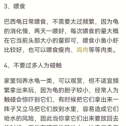 巴西龟养殖技术,新手入门指南,常见问题解答 巴西龟养殖技术,新手入门指南,常见问题解答