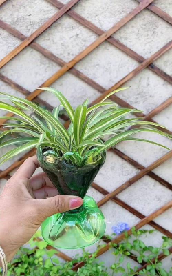 铁罐养花,废物利用,打造个性盆栽 铁罐养花,废物利用,打造个性盆栽