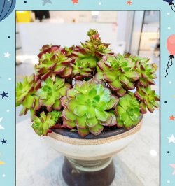 多肉红心莲的养殖方法,新手入门指南,轻松养出好状态 多肉红心莲的养殖方法,新手入门指南,轻松养出好状态