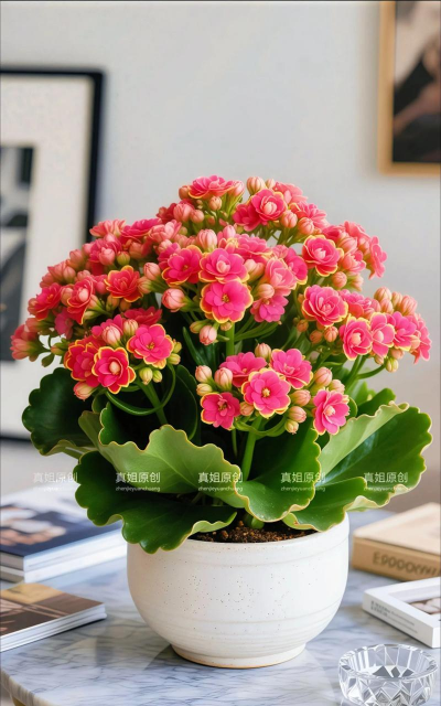 养花养根,根系健康,花开更美 养花养根,根系健康,花开更美