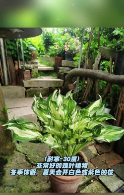 南阳台养花,光照充足,选对品种很关键 南阳台养花,光照充足,选对品种很关键