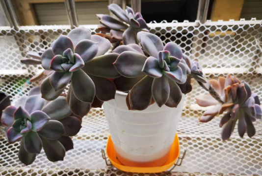 倒着养花,打破常规,体验新奇种植乐趣 倒着养花,打破常规,体验新奇种植乐趣