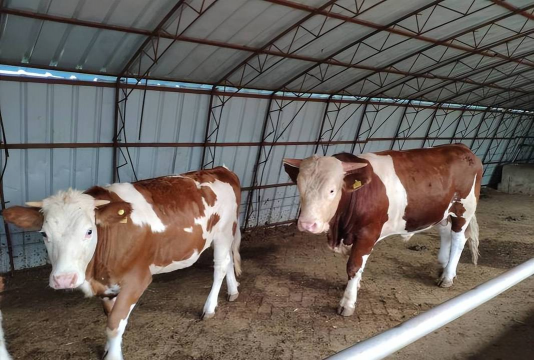 养殖500条五步蛇利润,成本投入分析,收益回报估算 养殖500条五步蛇利润,成本投入分析,收益回报估算