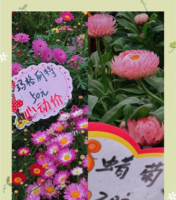 石家庄花卉市场,选购指南,避坑提醒 石家庄花卉市场,选购指南,避坑提醒