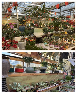 北京花卉批发,寻找靠谱渠道,掌握选购技巧 北京花卉批发,寻找靠谱渠道,掌握选购技巧