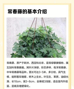 常青藤的养殖方法和注意事项,轻松掌握技巧,避免常见误区 常青藤的养殖方法和注意事项,轻松掌握技巧,避免常见误区