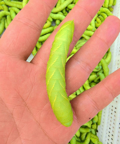 豆单养殖技术,掌握关键步骤,实现高效产出 豆单养殖技术,掌握关键步骤,实现高效产出