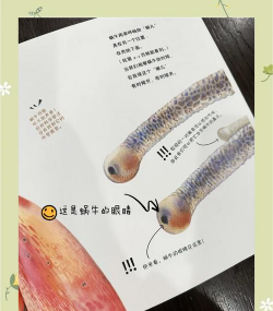 养花蜗牛,常见问题,解决方向 养花蜗牛,常见问题,解决方向