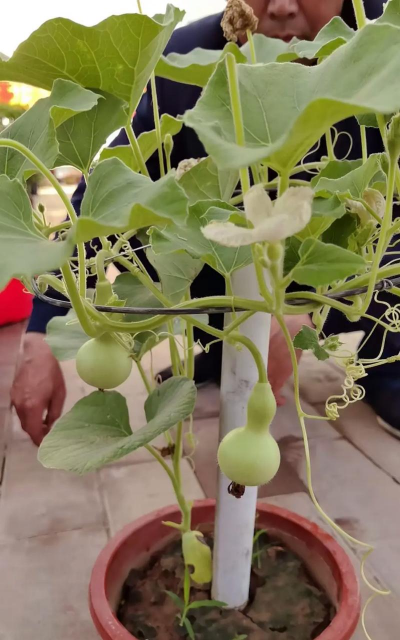 葫芦养花,创意种植,美化家居 葫芦养花,创意种植,美化家居
