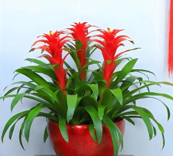 属相养花财运,提升家居风水,带来好运连连 属相养花财运,提升家居风水,带来好运连连