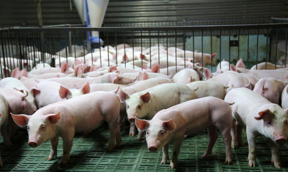 贵州养殖业什么最赚钱农村,找准方向,避免盲目投入 贵州养殖业什么最赚钱农村,找准方向,避免盲目投入