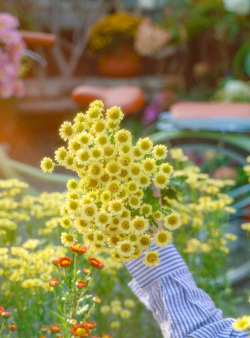 爱养花图片,分享美好瞬间,记录生活点滴 爱养花图片,分享美好瞬间,记录生活点滴