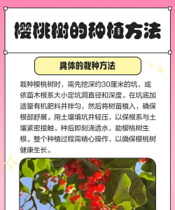 看樱桃的养殖方法和注意事项,轻松上手,花开满枝 看樱桃的养殖方法和注意事项,轻松上手,花开满枝