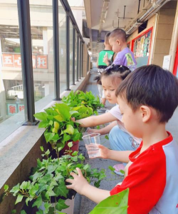 幼儿园养花,培养孩子爱心,观察自然乐趣 幼儿园养花,培养孩子爱心,观察自然乐趣