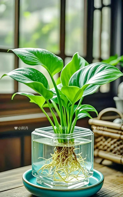 磁化水养花,提升植物活力,改善生长效果 磁化水养花,提升植物活力,改善生长效果