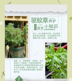 养花招蚊子,原因与对策,轻松解决烦恼 养花招蚊子,原因与对策,轻松解决烦恼