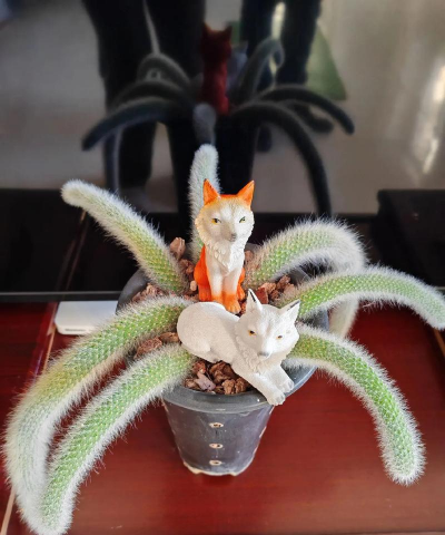 养花的心态,享受过程,收获宁静 养花的心态,享受过程,收获宁静