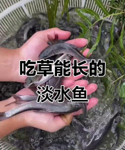 淡水银鳕鱼养殖,掌握关键技巧,实现高效产出 淡水银鳕鱼养殖,掌握关键技巧,实现高效产出
