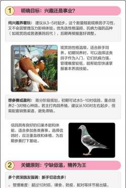 肉鸽养殖技术视频播放,新手入门指南,常见问题解答 肉鸽养殖技术视频播放,新手入门指南,常见问题解答