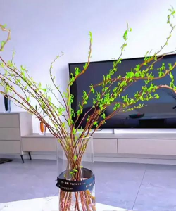 柳树枝养花,简单实用,效果显著 柳树枝养花,简单实用,效果显著