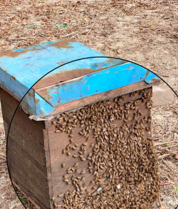 中华蜜蜂的养殖技术,掌握关键要点,轻松开启养蜂之路 中华蜜蜂的养殖技术,掌握关键要点,轻松开启养蜂之路