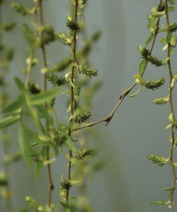 柳树枝养花,简单实用,效果明显 柳树枝养花,简单实用,效果明显