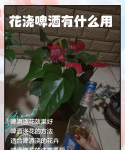啤酒能养花,改善土壤环境,促进植物生长 啤酒能养花,改善土壤环境,促进植物生长