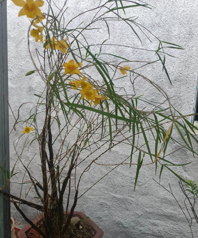 姬竹叶石斛家庭养殖,轻松上手,打造室内绿意 姬竹叶石斛家庭养殖,轻松上手,打造室内绿意