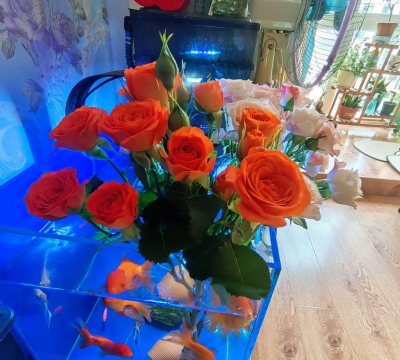 海洋宝宝养花,轻松有趣,美化家居环境 海洋宝宝养花,轻松有趣,美化家居环境