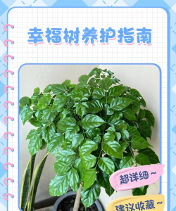 花卉幸福树,养护方法,新手也能养好 花卉幸福树,养护方法,新手也能养好